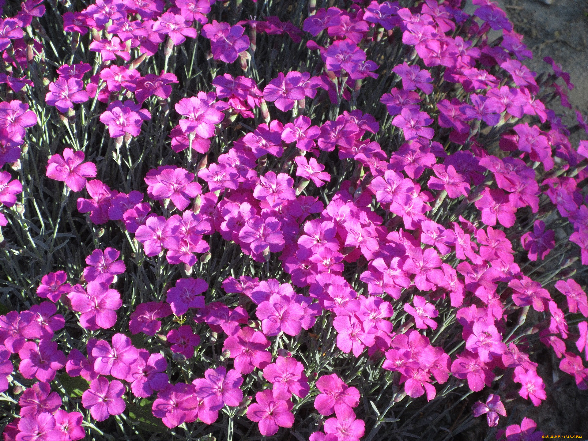 Гвоздика шабо многолетняя. Гвоздика весной. Гвоздика весной. Гвоздику иглолистную. Турецкая гвоздика многолетняя.